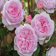 묘목/ 영국장미-올리비아 로즈 오스틴 접목1년 개화주 AH878