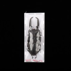 Dorcus titanus castaniclolor 국산 넓적사슴벌레 건조표본, 수컷 50-59mm, 1개
