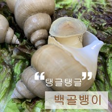 선주직송 백고동 백골뱅이 활 생물 대싸이즈, 1개, 1kg