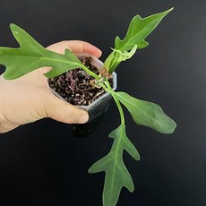 필로덴드론 마요이 식물 Philodendron Mayoi 테라리움 비바리움 열대 덩쿨