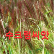 수크령