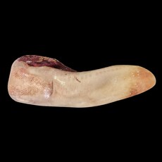 우설-추천-상품