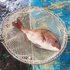통영 생물 참돔 도미 1.5kg 손질 후 1.1KG, 1개, 단품