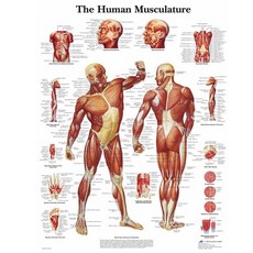 인체해부도 인체해부모형 병원용 교육용 인체 해부학 근육 시스템 아트 포스터 프린트 바디 맵 캔버스 30*40, 한개옵션0