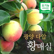 [무지개작목반]광양다압 황매실10kg(특)(33-35mm이상)