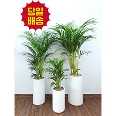 풀풀플랜트 아레카야자 개업 화분 집들이 선물 승진 사무실 이전 병원 개원 식당 개업식 축하 화분 배달 수도권 당일배송 일요일 오전가능 개업선물세트, 1개, 중형