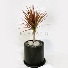 레인보우마지나타