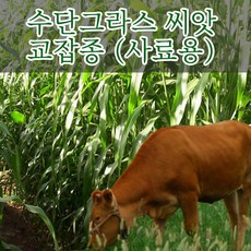 수단그라스