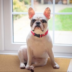 몽뜨리 강아지계단 애견 용품 계단 고양이 스크래치 반려견 침대 소파 원목 펫스텝 발판 논슬립 펫용품, 베이지