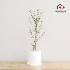 홈트너 실내공기정화식물 관엽 인테리어식물, 1Ea, 2_3 올리브나무 중