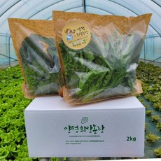 [희망농장] 당일수확 샐러드야채 모듬쌈 쌈채소 200g이상 (5종 구성), 200g