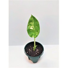 알로카시아마크로리자