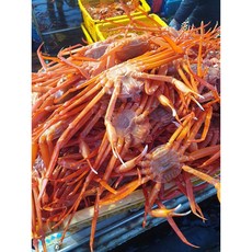 돌덩이 홍게 3.5kg내외 (10-12미) 산지직송 후포리, 1개, 자숙홍게 3.5kg내외