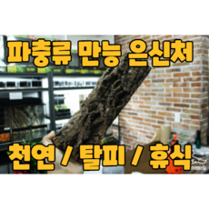 굴피껍질