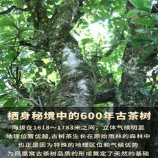 보이생차고