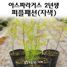 아스파라거스2년생