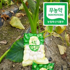 곡성깐토란