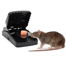 쥐쫒는퇴치기