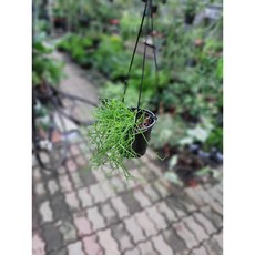 립살리스카스타