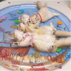 고양이 강아지 중 대형 물침대 물 쿨매트 물놀이 장난감 에어펌프