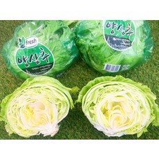 깐양상추 2통 국내산 산지직송 식자재, 650g, 2개