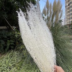 최저가_다닥냉이_화이트_50그람_홈인테리어_청첩장