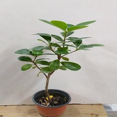 행복한꽃순이 만리향(소품) 한목대