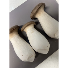 [국내산] 의령군 *산지직송 새송이버섯 실속, 1개, 2kg(상)