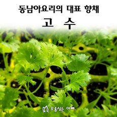 [모종심는아빠] 동남아요리 대표 향채 고수, 모종72포트(트레이한판)