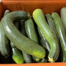 업소용 호박 쥬키니 못난이 가정용, 1세트, 업소용 쥬키니 호박 10kg 내외