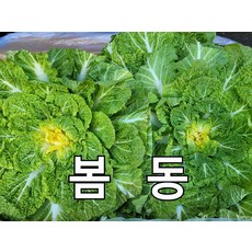 봄동배추 2kg 4~6포기 야채맘, 1개