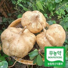 세모농 무농약 히카마 얌빈 멕시코 감자, 1개, 히카마 5kg