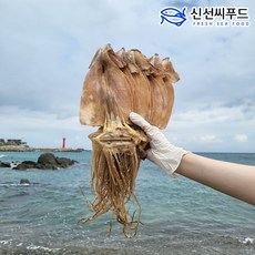 당일바리 마른오징어 10마리 600g(...