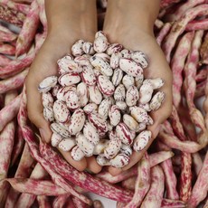 호랑이콩-추천-상품