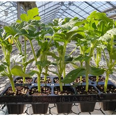 육묘장 주말농장 수박모종 망고수박모종 흑피애플수박모종 5주 10주 20주 40주