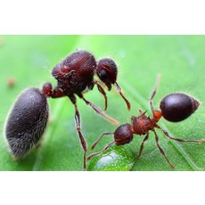 개미집 개미사육장 곤충 관찰하기 제국, 일꾼 100 명 후 작은 루빅스 큐브 + 2 색 실드 1