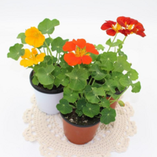 [골든플랜트] 한련화 Nasturtium 특A급 덩굴성식물 식용가능한 한련화 소품 색상랜덤, 1개