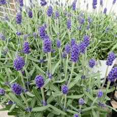 서비내 잉글리쉬 라벤더 English Lavender (길이 15CM)소형 허브 월동식물 생화 화분 화초 여름꽃 보라색꽃, 1개