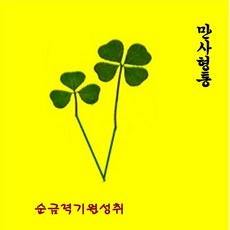 순금네잎크로버