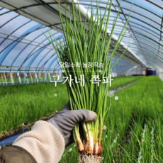 [농장직송] 오늘 수확 내일 도착 흙쪽파 (1kg), 30개, 1kg