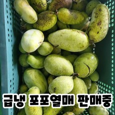 산지직송 국내산 포포열매