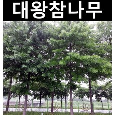 핀오크(대왕참나무) 실생3년 1개/나무 묘목/활엽수/정원용