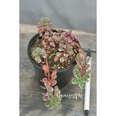 오색기린초