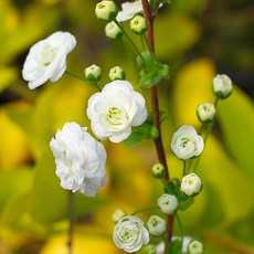 충주원예조경 / 장미조팝 / 80cm~1m / 개화주