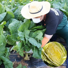 해남 절임배추 20kg HACCP인증 절인배추 김장배추 도착날짜선택 좋은세상협동조합, 배추 도착일을 필수추가정보에 입력하세요!