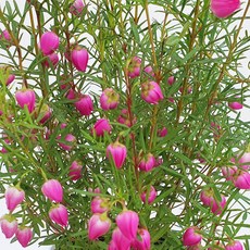 [가든팜] 야생화 보로니아 피나타 10cm 12cm 봄 모종 식물, 보로니아 10cm, 1개