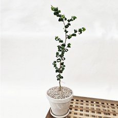 공기정화식물 바로크벤자민 고무나무 희귀식물 이태리 독일 토분 인테리어 식물, 1개, 4. 이태리아레나