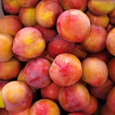 자두 노지자두 하우스자두 햇자두 plum 대석자두 후무사자두 도담자두 추희자두, 1박스, 3kg(중과)
