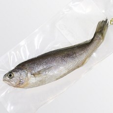 제주고씨네