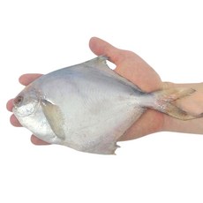 국내산 냉동 병어 구이 조림 용 실속형 30미내외 10팩, 10개, 250g(2-3미)